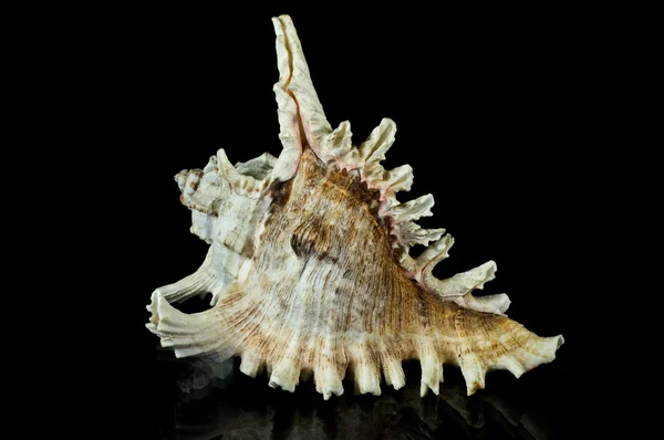 Seashell su nero — Foto Stock