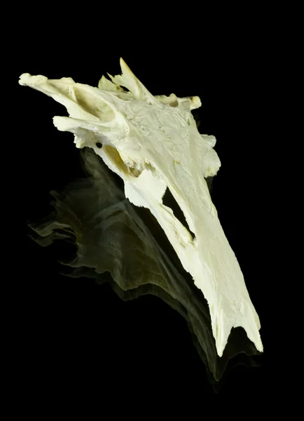 Crânio de peixe — Fotografia de Stock