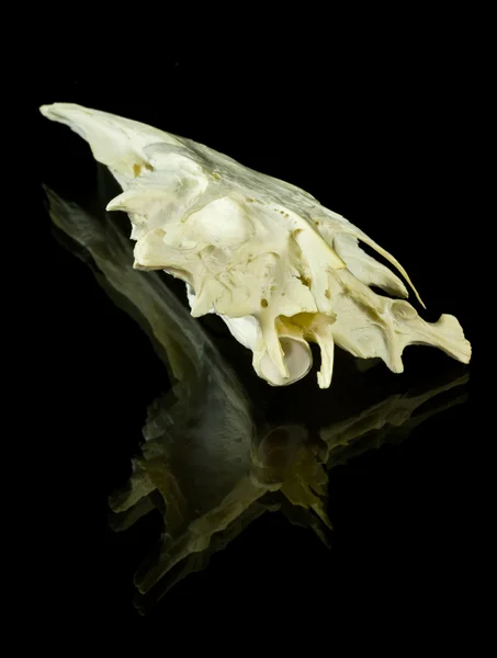 Fish skull — Stock Photo, Image
