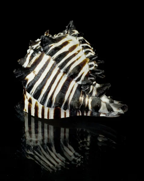 Striped seashell — Stock Photo, Image