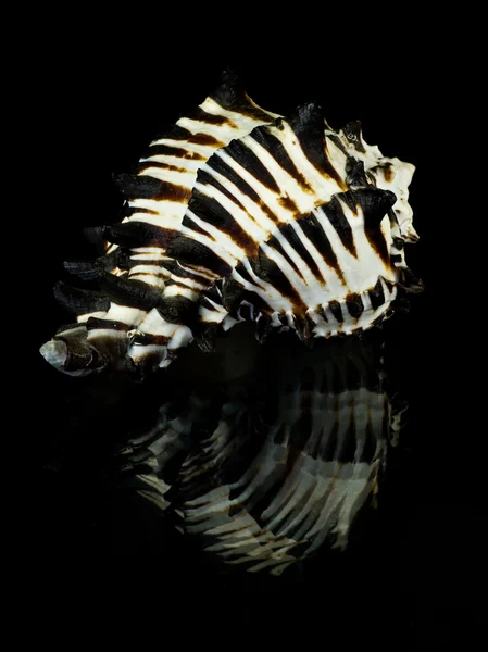 Randig seashell — Stockfoto