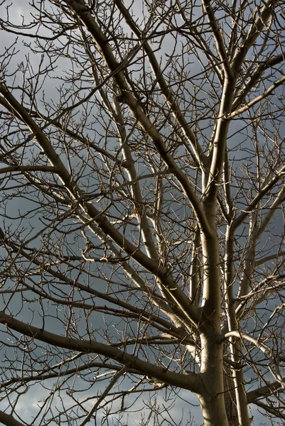 stock image Leafless tree