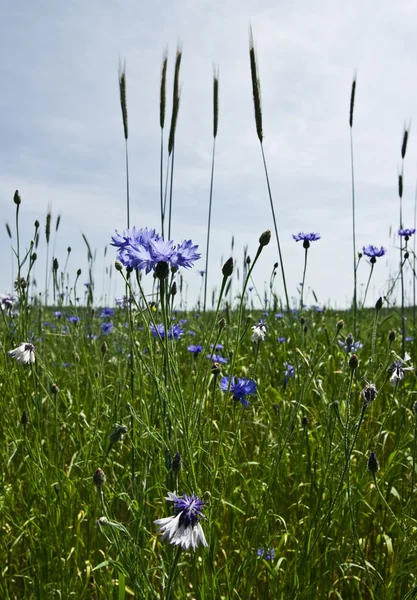 Stock image Cornfield with Knapweeds