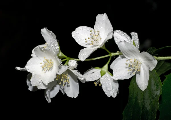 mock-turuncu çiçekler