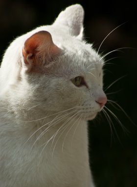 beyaz kedi