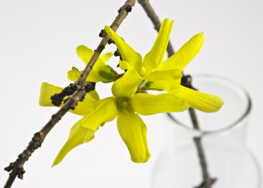 hor çiçeği çiçek