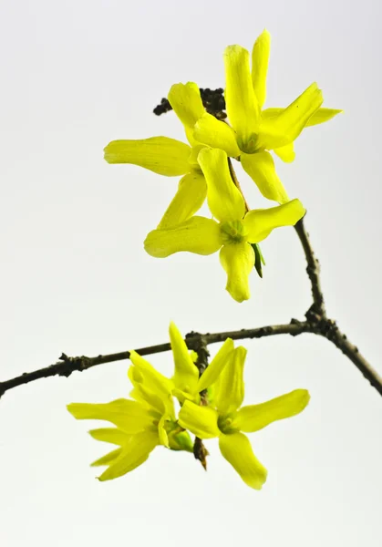 Forsythia blommor — Stockfoto
