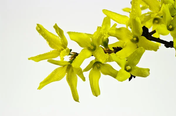 stock image Forsythia flowers