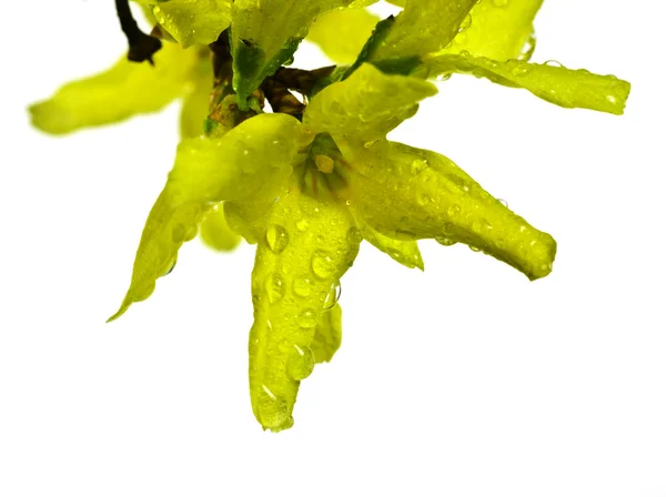 सोर्सिथिया फुले — स्टॉक फोटो, इमेज