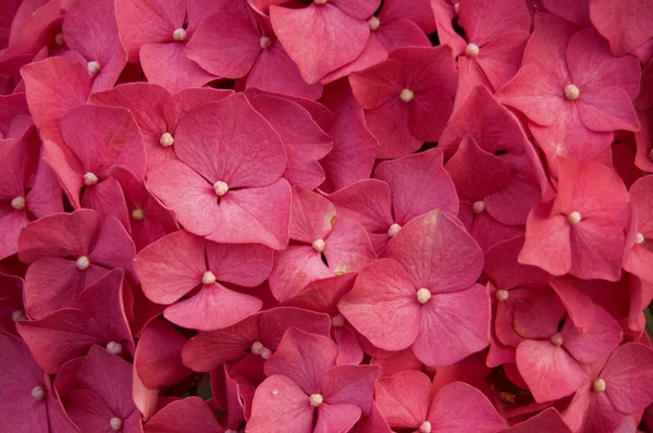 stock image Hydrangea