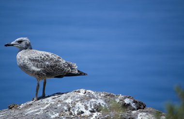 Sardegna Gabbiano reale