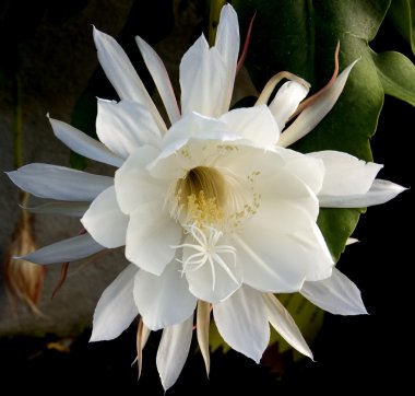 Fiore di epiphyllum, pianta grassa clipart