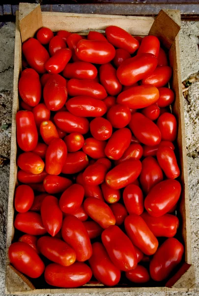 Pomodori San Marzano — Stock Fotó