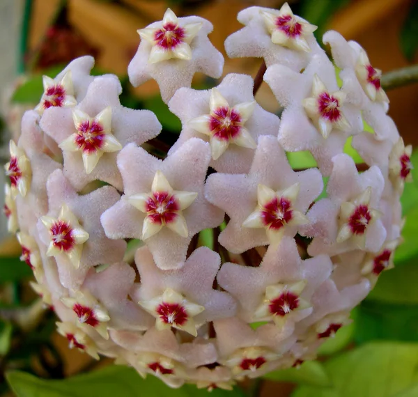 Fiore di Hoya Carnosa