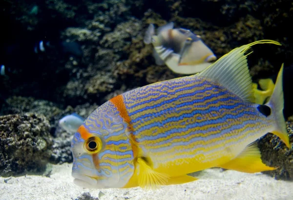 stock image Tropical Fish in an acquarium.