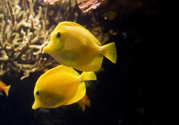 bir acquarium içinde tropikal balık.