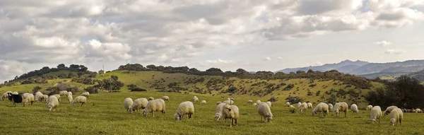 A group of sheeps in Sardinia.