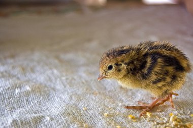 Chick quail clipart