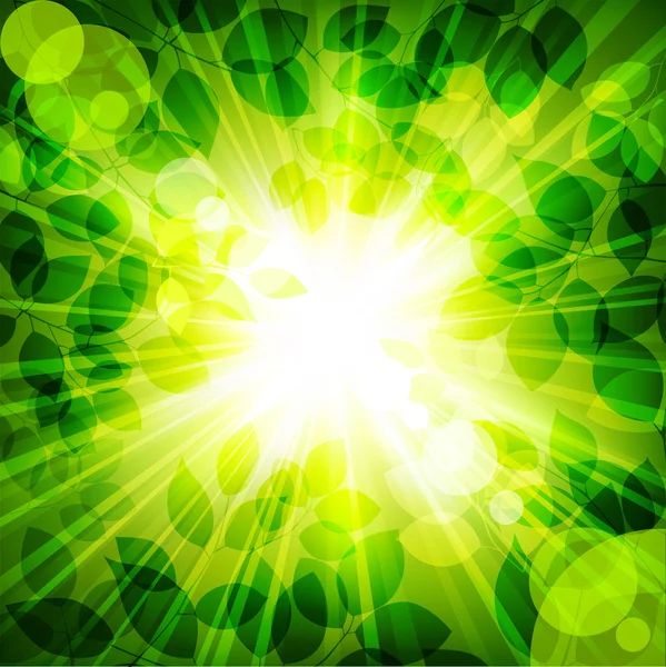 Paprsky Slunce Zelených Listech Vektorové Ilustrace — Stockový vektor