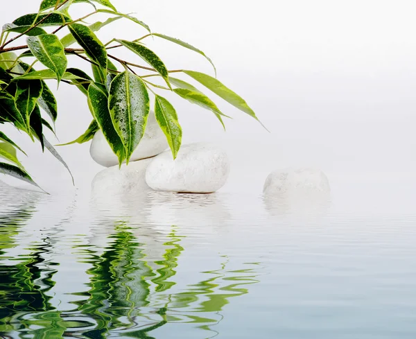 흰 돌 위에 무화과나무 잎 — 스톡 사진