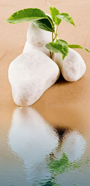Фикус растет на песке — стоковое фото