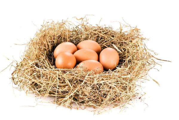 Verse eieren in het hooi — Stockfoto