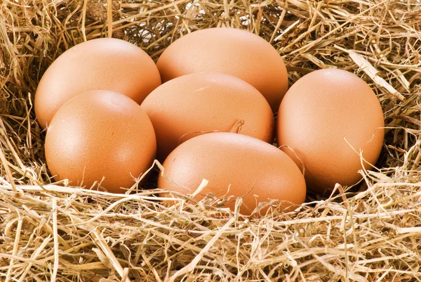 Ovos frescos no feno — Fotografia de Stock