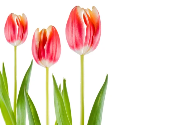Three Tulips White Background Isolated — Stock Photo, Image
