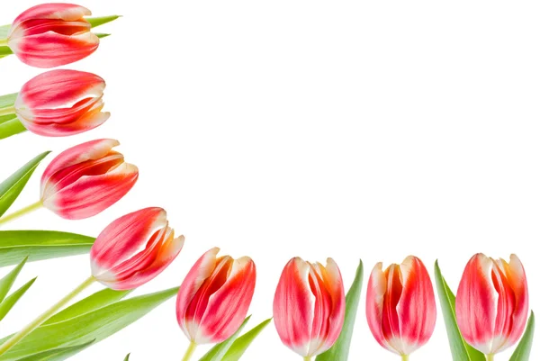 Tulips border — Stock Photo, Image