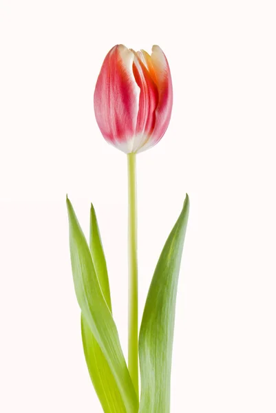 Uma Tulipa Isolada Sobre Fundo Branco — Fotografia de Stock
