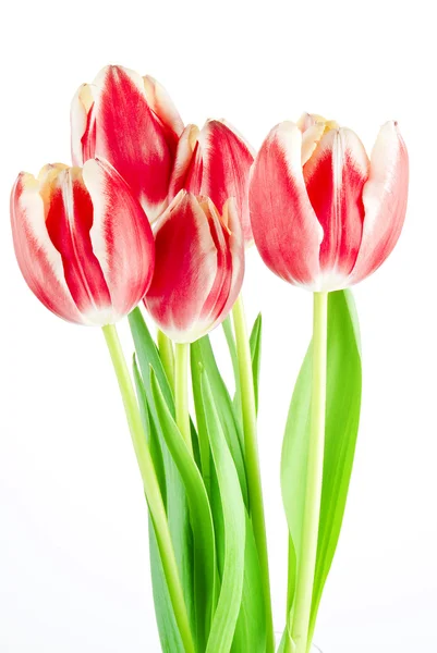 Bouquet Several Tulips Isolated White Background — Stock Photo, Image