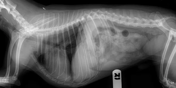 Hund röntgen — Stockfoto