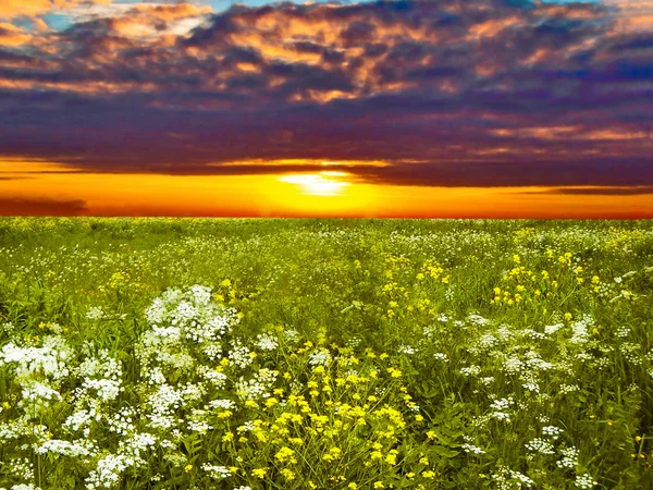 Zielone pola świcie — Zdjęcie stockowe