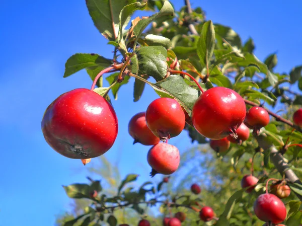 stock image Branch with apples on the skyline