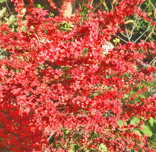 赤の葉の背景 — ストック写真