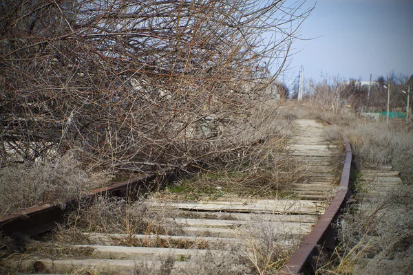 stock image Tree on an abandoned railroad track