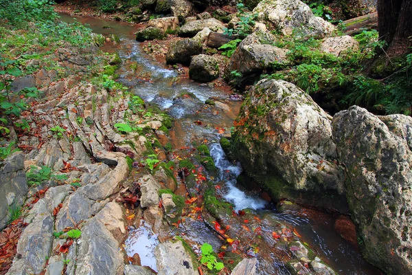 Cours d'eau de montagne dans une forêt — Photo