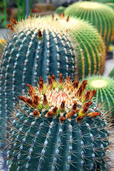 stock image Flowering cactus