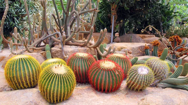 Bloei mooie cactus — Stockfoto