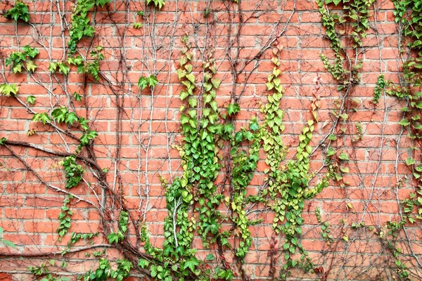 Tegel vägg och druvor grenar — Stockfoto
