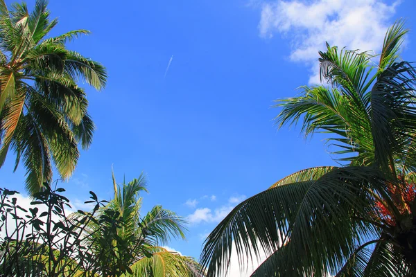 Airplane in flighning between palms — Stock Photo, Image