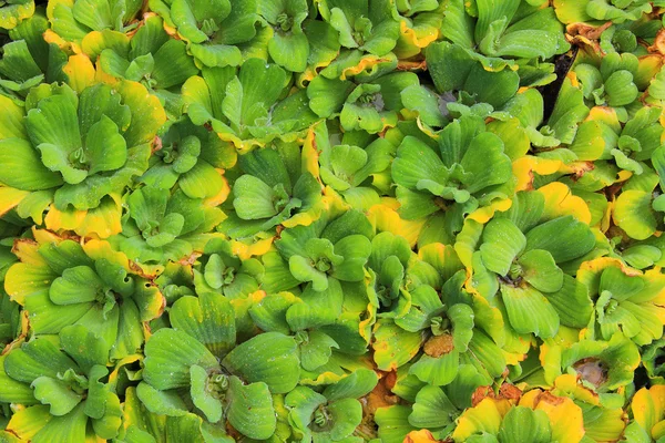 Yellow-green leaf — Stock Photo, Image