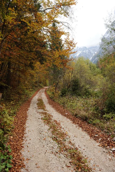 stock image Autumn trees