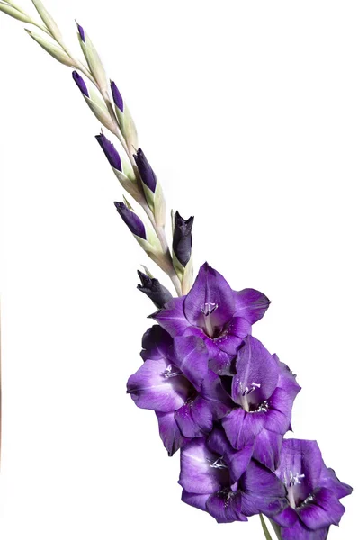 Gladiolo Púrpura Aislado Sobre Fondo Blanco —  Fotos de Stock