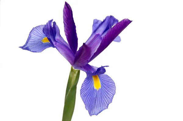 Beyaz Bir Arka Plan Üzerinde Izole Mor Sarı Bir Iris — Stok fotoğraf