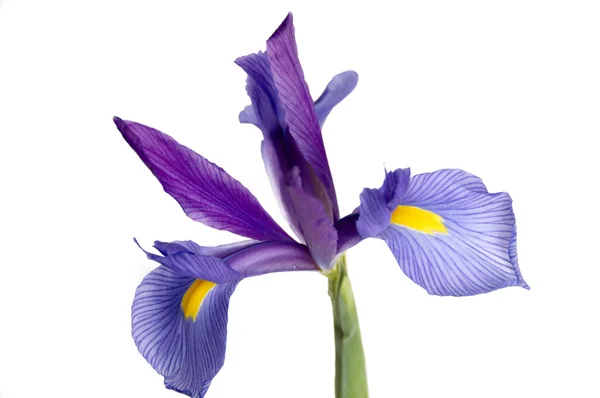 Beyaz Bir Arka Plan Üzerinde Izole Mor Sarı Bir Iris — Stok fotoğraf