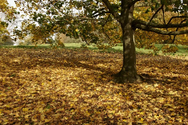 Träd Park Hösten — Stockfoto