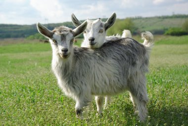 Two young goats clipart