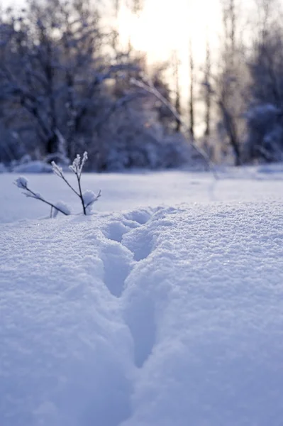 Stopy Sněhu Zimě Den — Stock fotografie