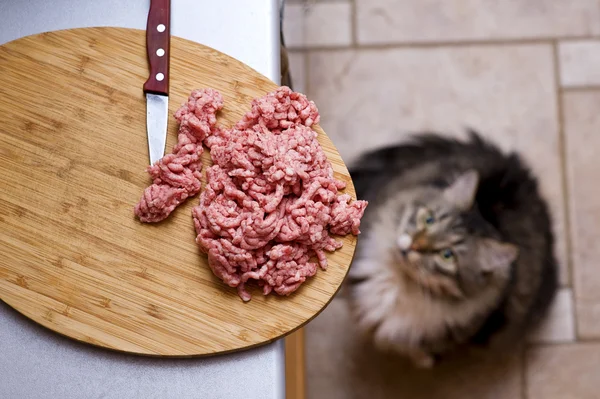 Cat looks at forcemeat — Stock Photo, Image